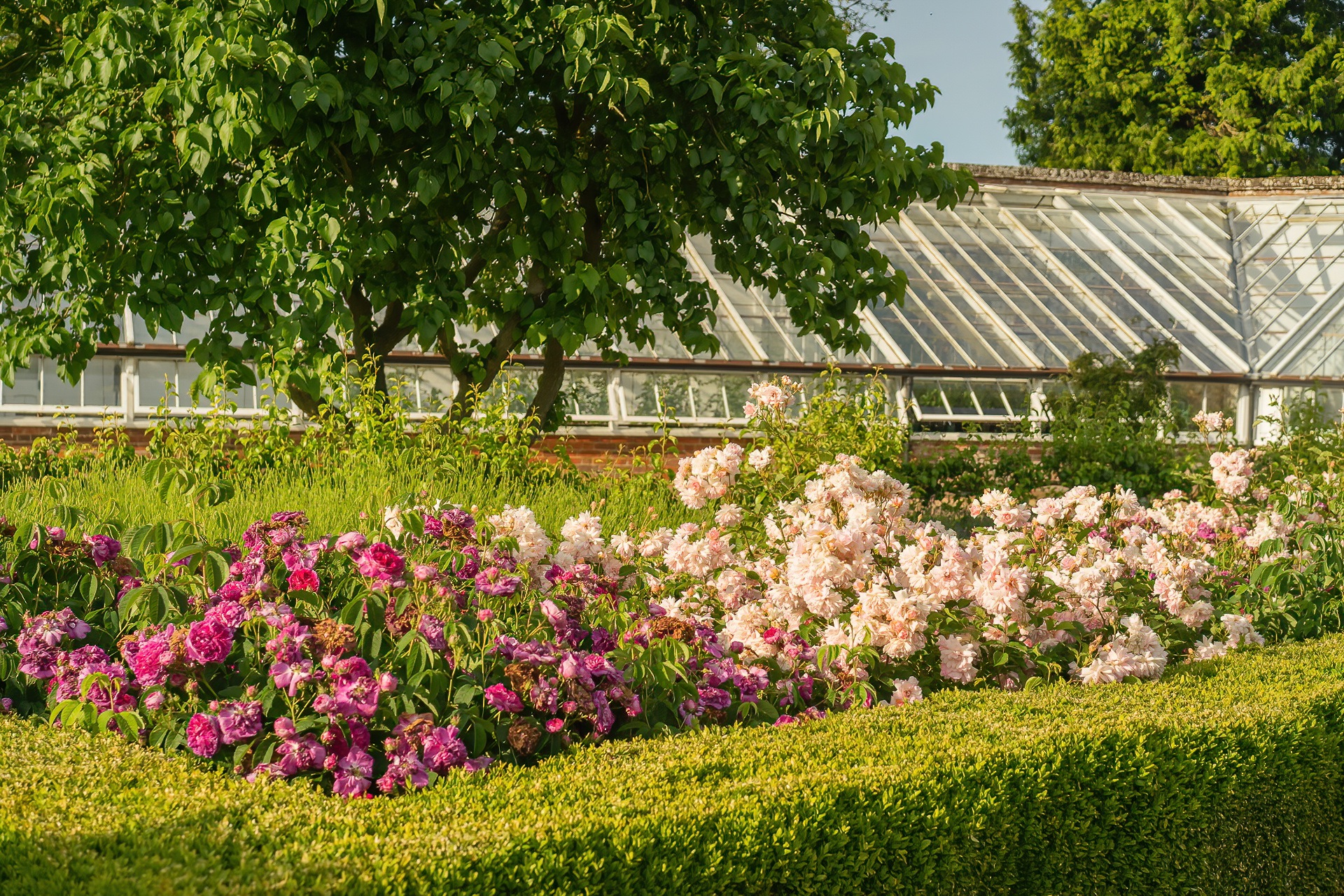 Belmontjune2023 24 Denoiseai Standard