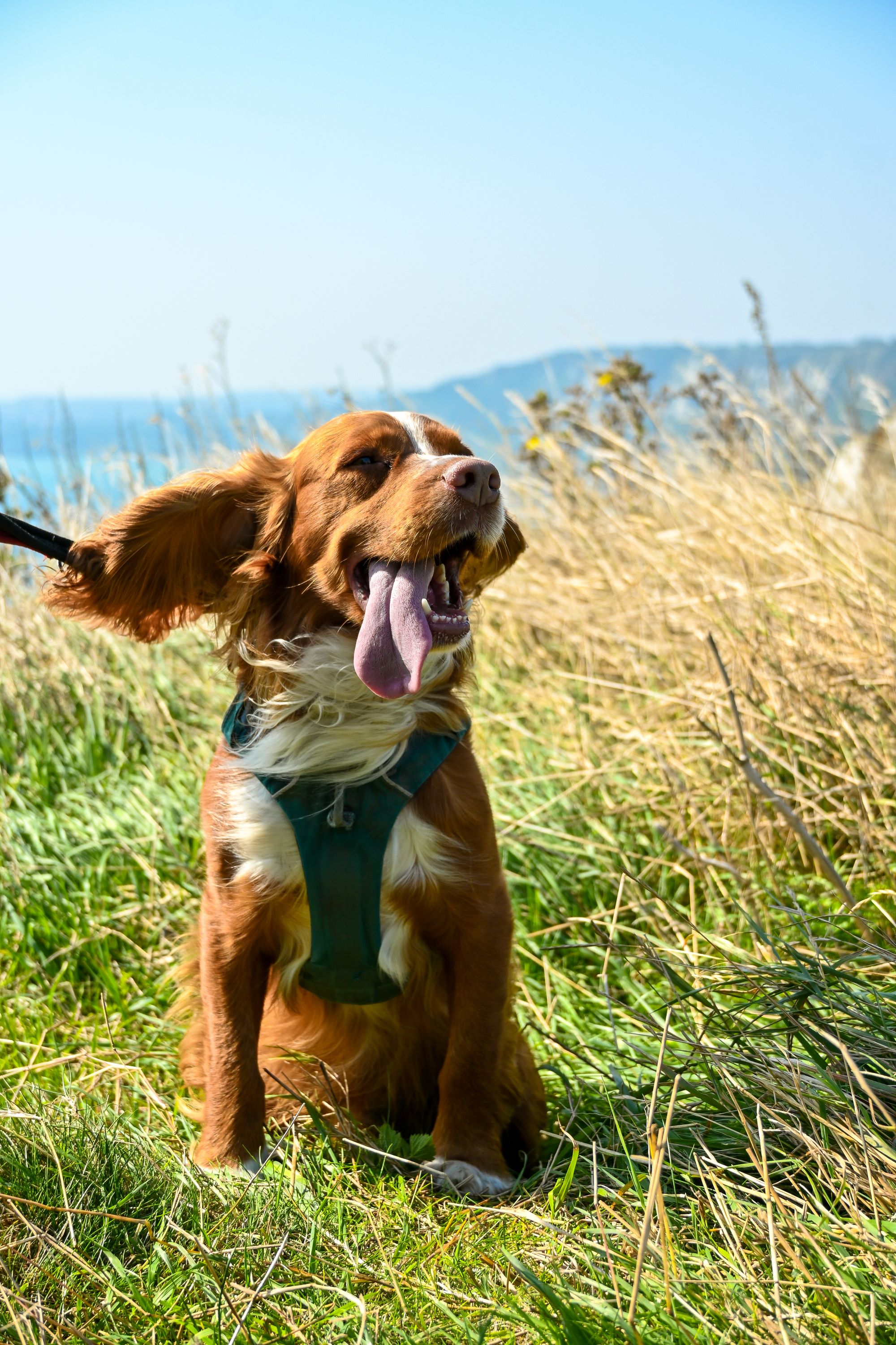Dog On Clifftop 2