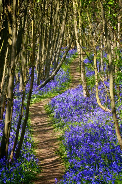 Riverhill - bluebells.jpg