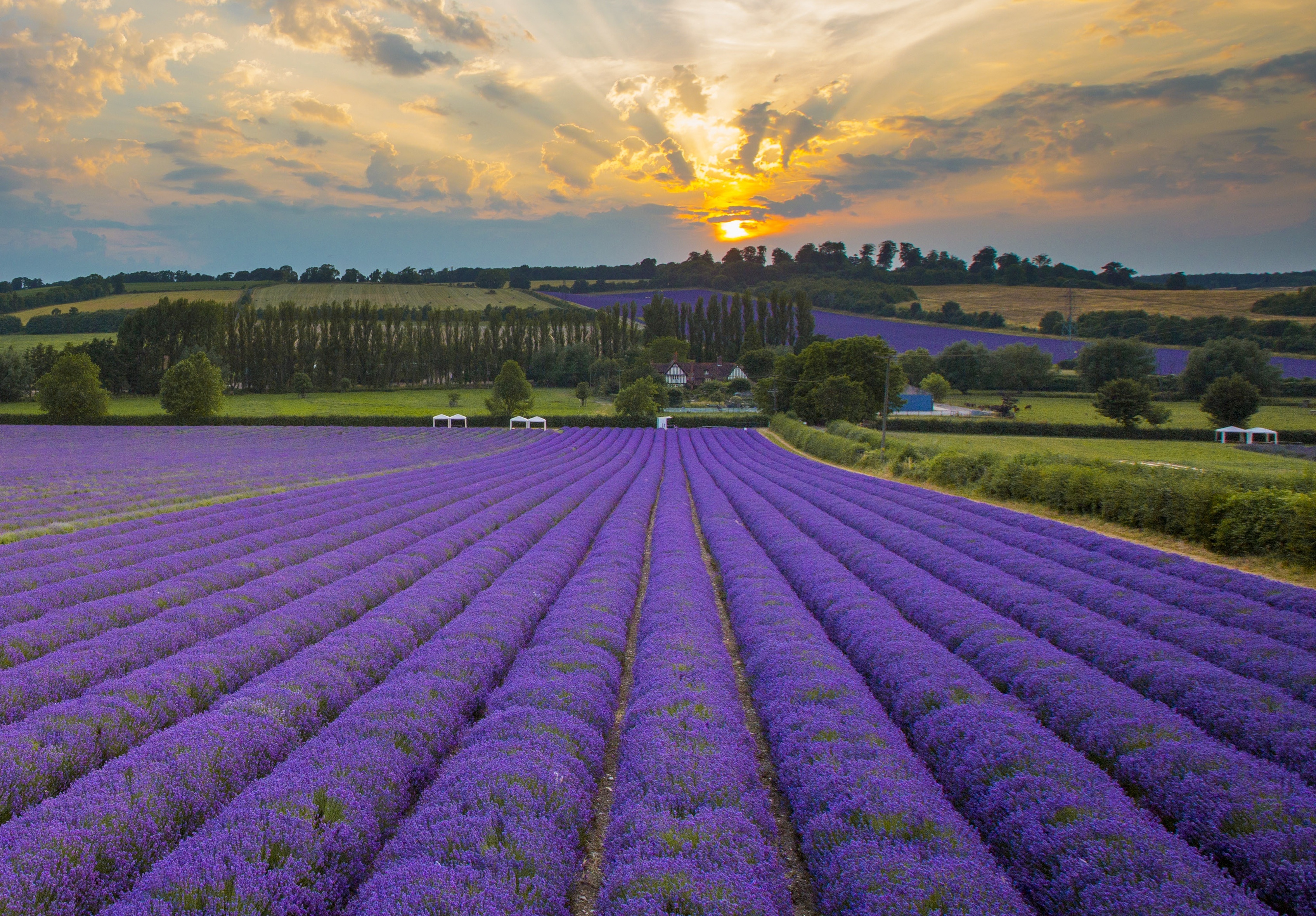 Castle Farm Lavender image2.jpg