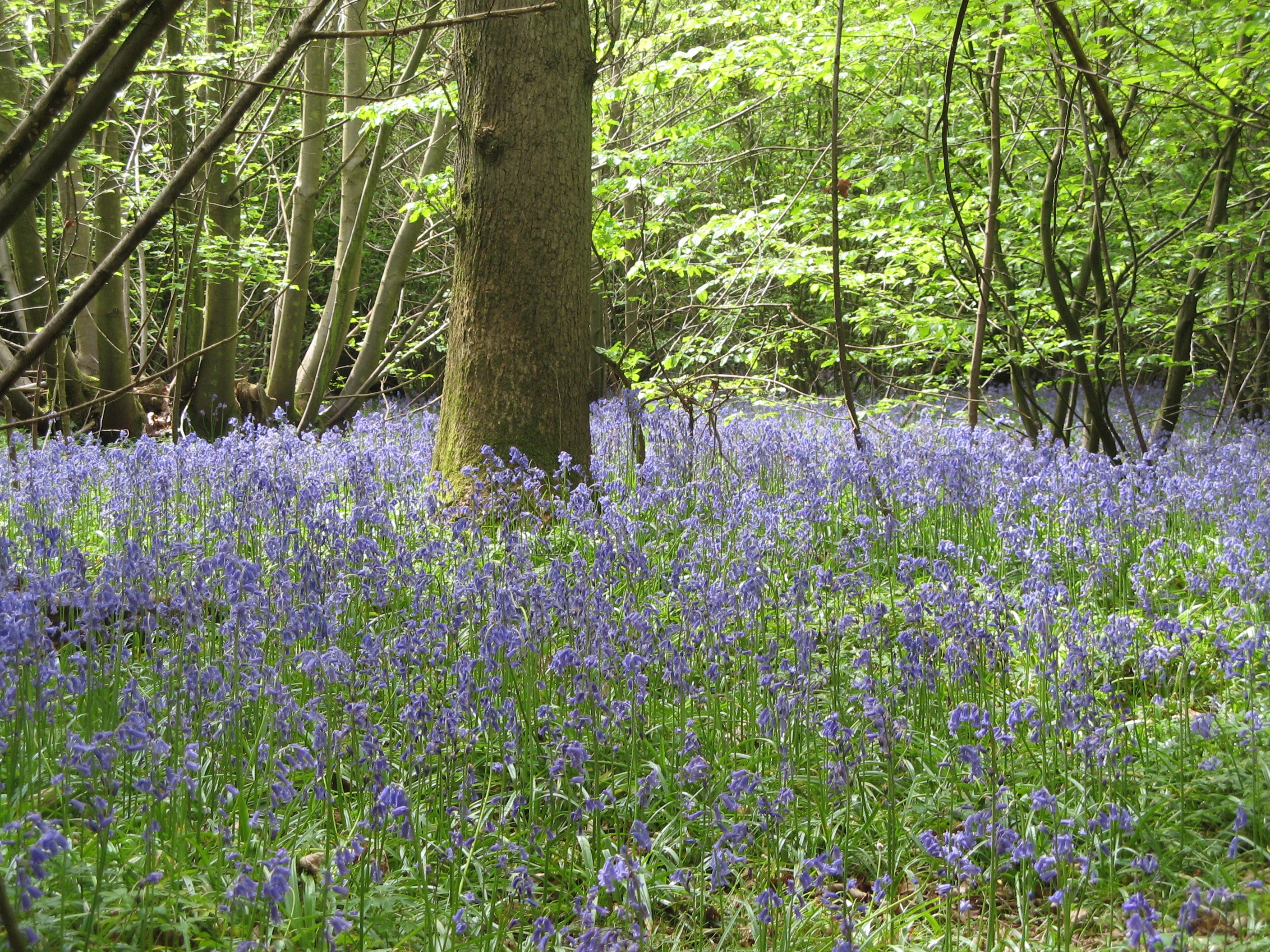 Ham Street Woods National Nature Reserve Ham Street Woods Bluebells 2.jpg